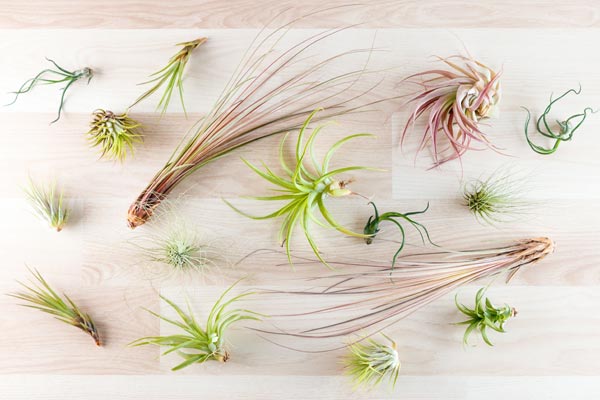 variety of air plants spread out