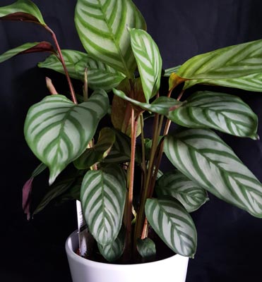 calathea plant in white pot against a dark background