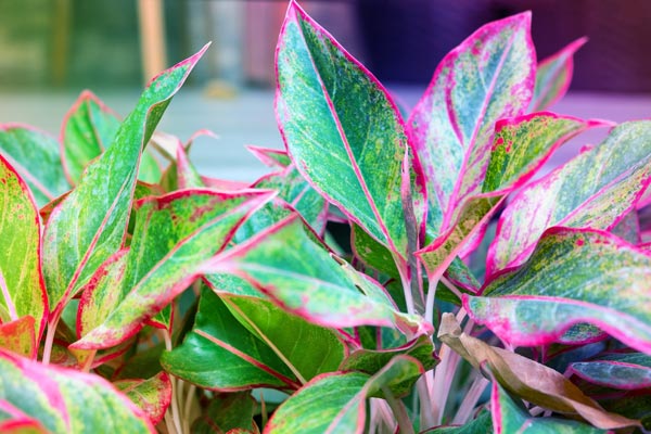 closeup of chinese evergreen plants leaves