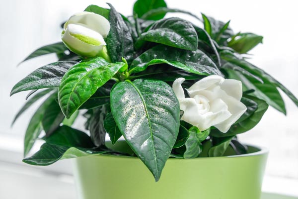 gardenia plant with flowers in a pot