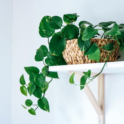 pothos house plant sitting on a shelf