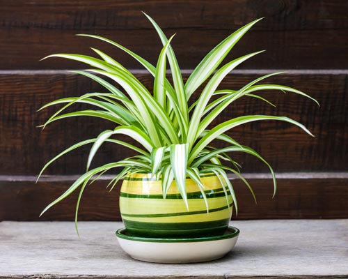 spider plant in a small striped pot against a dark wood background