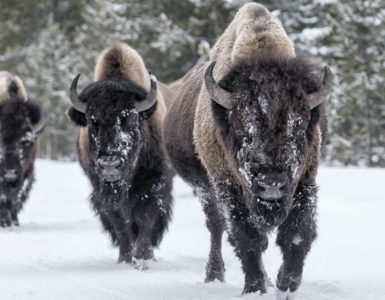 Bison-Walking-in-snow