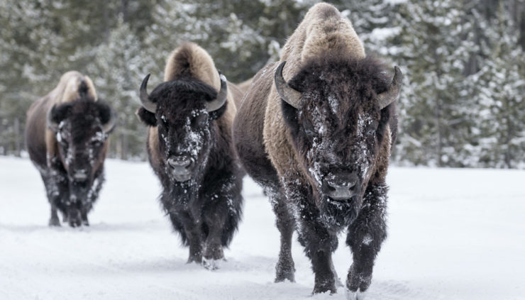 Bison-Walking-in-snow