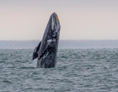 Gray-Whale-Breeching